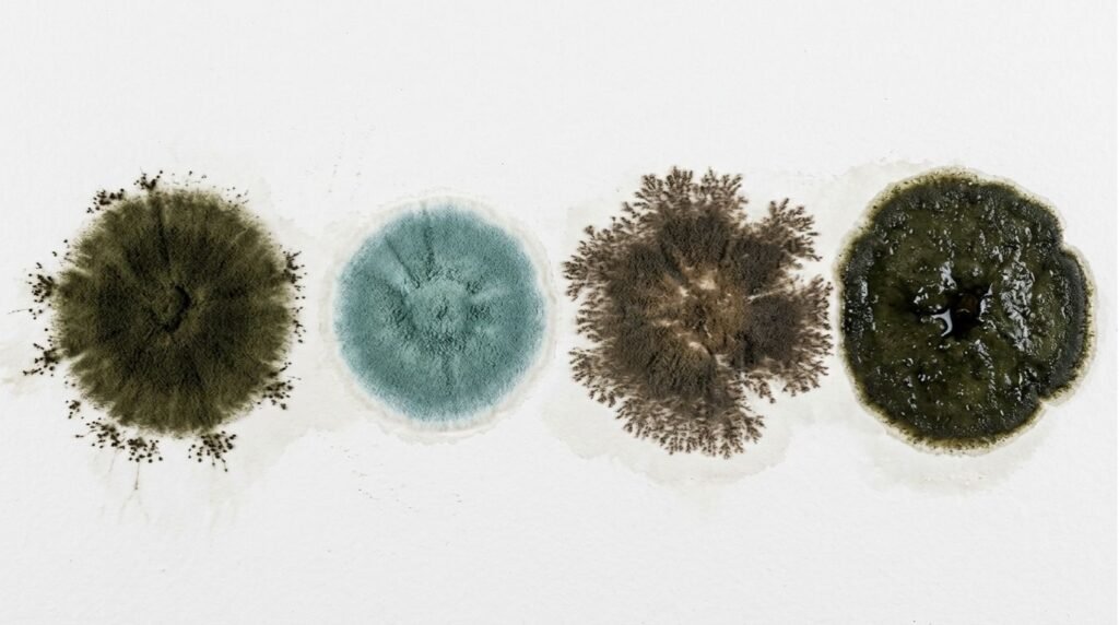 Black Mold vs. Regular Mold: How Dangerous Is Each for Your Family?