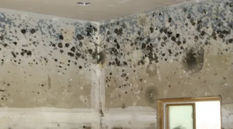 Laundry room with heavy black mold and wall damage Golden Touch Restoration Specialist LLC provides mold removal Bellerose and water damage restoration South Floral Park near Home Depot Elmont and Queens Village
