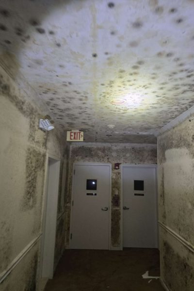 Stewart Manor, NY 87 Golden Touch Restoration Specialist LLC provides professional mold removal in Bellerose, NY, to remove dangerous mold from residential properties. Their services also extend to Elmont and South Floral Park, ensuring a safe and healthy environment for residents.