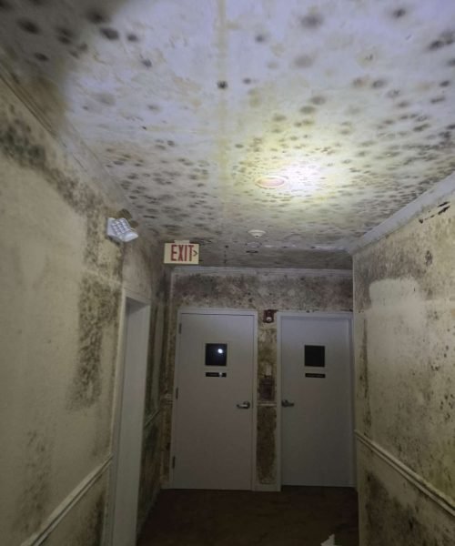 Golden Touch Restoration Specialist LLC provides professional mold removal in Bellerose, NY, to remove dangerous mold from residential properties. Their services also extend to Elmont and South Floral Park, ensuring a safe and healthy environment for residents.