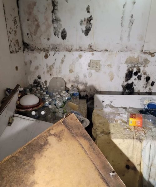 Mold removal service by Golden Touch Restoration Specialist LLC in Elmont, NY, addressing severe mold growth in homes. This professional service is available in Elmont, Floral Park, and South Floral Park, specializing in mold remediation and prevention.
